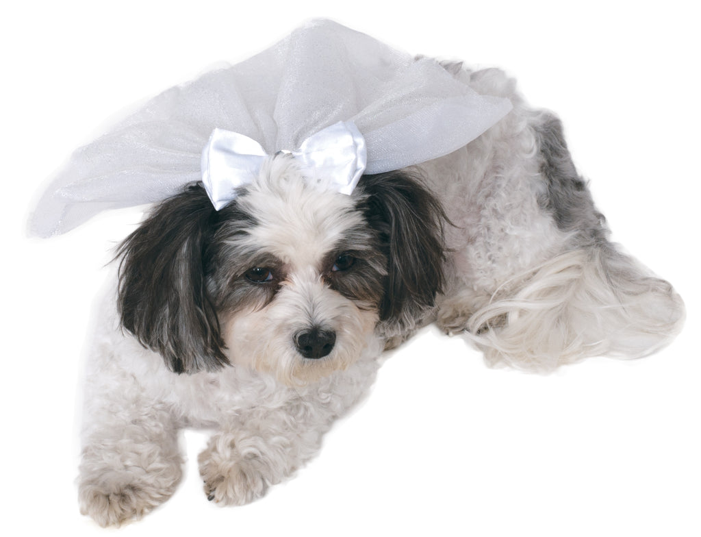 Small dog wearing the white taffeta pet wedding veil with satin bow