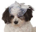 Small dog wearing the white tulle fancy formal pet hat with feathers and diamantes