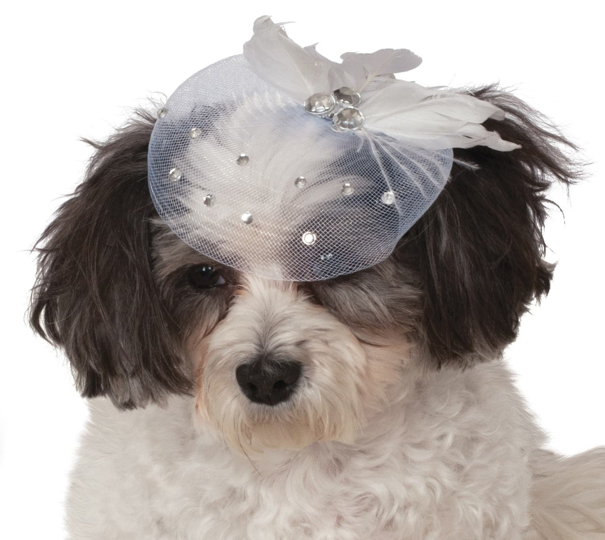 Small dog wearing the white tulle fancy formal pet hat with feathers and diamantes