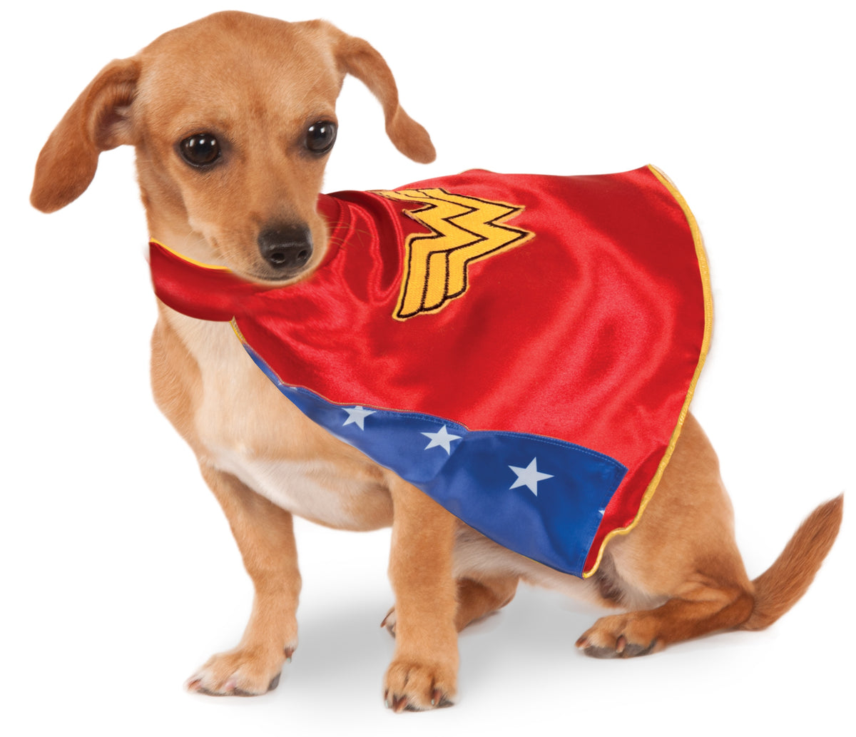 Small dog wearing the red satin Wonder Woman pet cape with gold logo and blue star underside