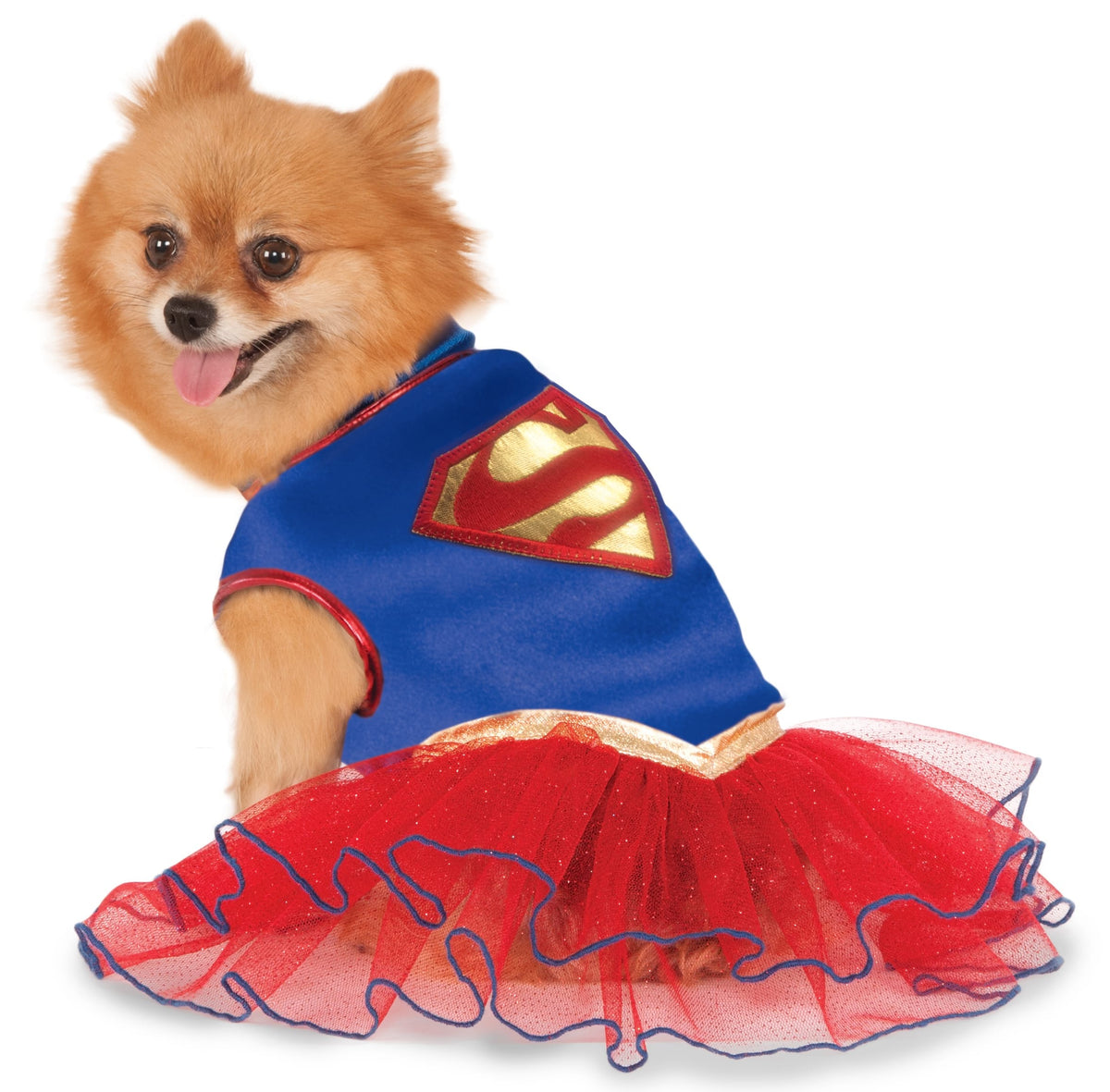Pomeranian in the Supergirl pet tutu dress, blue bodice with S symbol and red tulle tutu