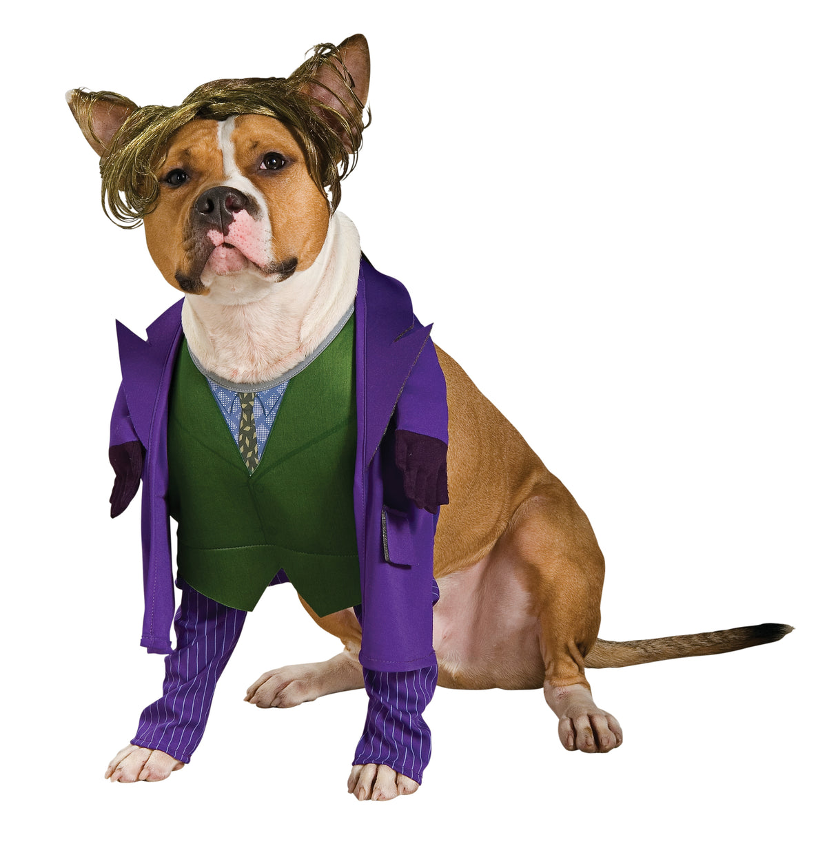 Dog in The Joker pet costume, purple jacket, green vest, pinstripe front legs and wig