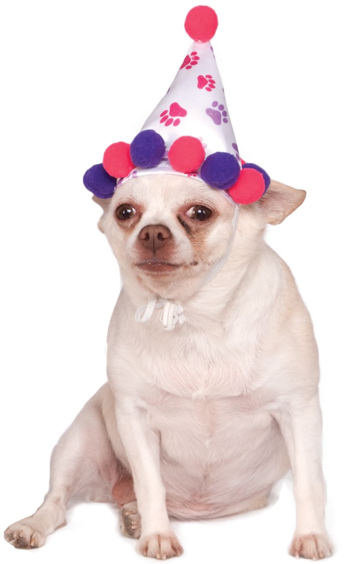 Chihuahua wearing the paw print pet birthday hat with pink and purple pom poms