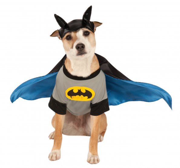 Dog in the Batman Deluxe pet costume, grey bat emblem shirt, blue-lined black cape and eared headpiece