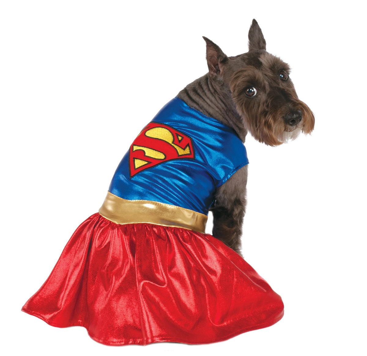 Dog in the Supergirl pet costume, blue top with S emblem, gold belt and red metallic skirt