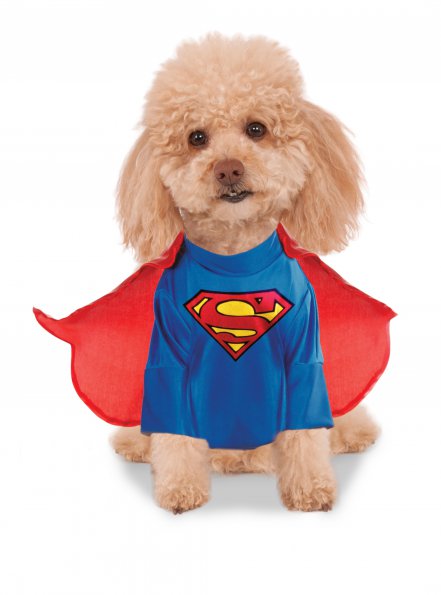 Poodle in the Superman deluxe pet costume, blue emblem shirt and red satin cape