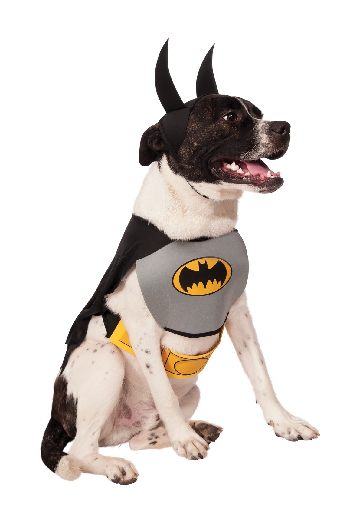 Dog in the Batman Classic pet costume, grey chest piece with bat emblem, black cape, yellow belt and bat-ear headpiece